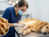 Pulgas carnívoras mortais representam uma ameaça para animais de estimação neste verão: como protegê-los