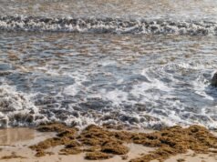 A MITECO lembra que a utilização de biomassa da alga Rugulopteryx okamurae poderá ser autorizada no CCAA com o Plano de Gestão.