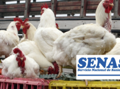 Emergência sanitária devido à gripe aviária: Senasa ativa medidas em todo o país para prevenir a propagação do vírus H5N1 nas granjas avícolas.