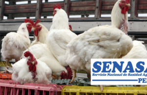 Emergência sanitária devido à gripe aviária: Senasa ativa medidas em todo o país para prevenir a propagação do vírus H5N1 nas granjas avícolas.