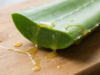 Aloe vera para gastrite: como tomar aloe vera e seus benefícios