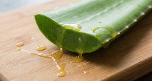 Aloe vera para gastrite: como tomar aloe vera e seus benefícios