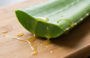 Aloe vera para gastrite: como tomar aloe vera e seus benefícios