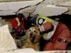 Centenas de animais procuram lares após terremoto que assola a Venezuela: “O encontro é muito emocionante”