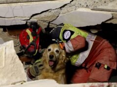 Centenas de animais procuram lares após terremoto que assola a Venezuela: “O encontro é muito emocionante”