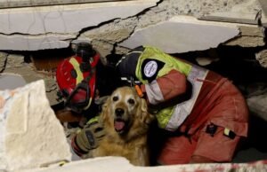 Centenas de animais procuram lares após terremoto que assola a Venezuela: “O encontro é muito emocionante”