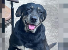 Nem sempre é a idade dele: o cansaço do seu cão idoso pode estar escondendo uma doença grave, alertam os veterinários.