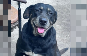 Nem sempre é a idade dele: o cansaço do seu cão idoso pode estar escondendo uma doença grave, alertam os veterinários.