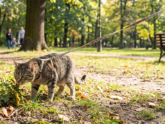 Os veterinários confirmam isso: os gatos ficam mais felizes quando podem sair de casa alguns minutos por dia sob supervisão.