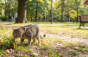 Os veterinários confirmam isso: os gatos ficam mais felizes quando podem sair de casa alguns minutos por dia sob supervisão.