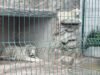 FGR protege dois tigres brancos de uma inspeção residencial em Durango