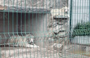 FGR protege dois tigres brancos de uma inspeção residencial em Durango