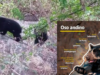 Dois filhotes de urso andino nasceram na Reserva Chaparrí e mais de 60 áreas protegidas são monitoradas em Lambayeque