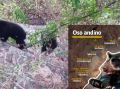 Dois filhotes de urso andino nasceram na Reserva Chaparrí e mais de 60 áreas protegidas são monitoradas em Lambayeque