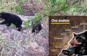 Dois filhotes de urso andino nasceram na Reserva Chaparrí e mais de 60 áreas protegidas são monitoradas em Lambayeque