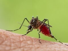 Quer se trate de um lago ou de uma piscina: os mosquitos tigres preferem este canto do jardim para se reproduzir e não ultrapassam os cem metros.