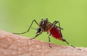 Quer se trate de um lago ou de uma piscina: os mosquitos tigres preferem este canto do jardim para se reproduzir e não ultrapassam os cem metros.