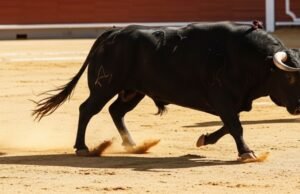 Da celebração ao luto: homem morto por touro em Corraleja de Magdalena