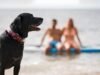 Se você leva seu cachorro à praia, tome cuidado com esse comportamento que seu veterinário irá recomendar