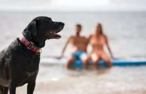 Se você leva seu cachorro à praia, tome cuidado com esse comportamento que seu veterinário irá recomendar