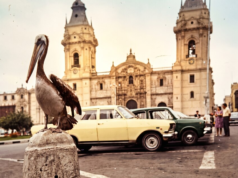Houve um tempo em que os pelicanos chegavam à Plaza Mayor de Lima e isso poderia acontecer de novo: o que poderia acontecer?