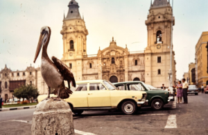Houve um tempo em que os pelicanos chegavam à Plaza Mayor de Lima e isso poderia acontecer de novo: o que poderia acontecer?