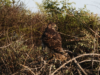 Gavião-canela e Águia Mourisca retornam à natureza em Ica após resgate e reabilitação pelo SERFOR