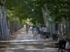 O freixo ou a nêspera, as cinco árvores que ajudam a combater o calor extremo nas cidades: menos de 3,5 graus.