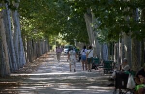 O freixo ou a nêspera, as cinco árvores que ajudam a combater o calor extremo nas cidades: menos de 3,5 graus.