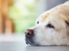 Um veterinário explica os sintomas do seu cão, mesmo que ele não esteja reclamando