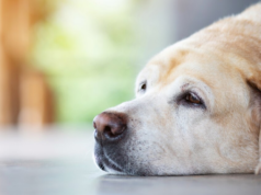 Um veterinário explica os sintomas do seu cão, mesmo que ele não esteja reclamando