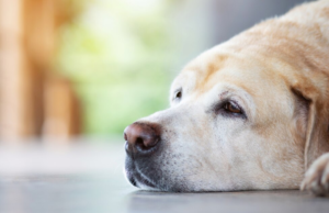 Um veterinário explica os sintomas do seu cão, mesmo que ele não esteja reclamando