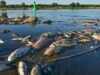 Impacto ecológico: Milhares de peixes morrem após o colapso de um reservatório na Polónia devido a uma onda de calor.