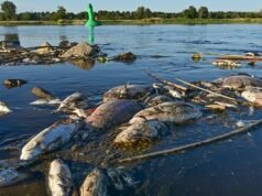 Impacto ecológico: Milhares de peixes morrem após o colapso de um reservatório na Polónia devido a uma onda de calor.
