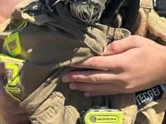 Assista: Bombeiros resgatam cachorro desaparecido na Baía de São Francisco