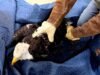 Eagle Jackie resgatado em condições difíceis ao lutar contra anemia e inflamação