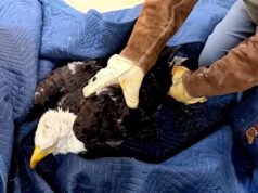 Eagle Jackie resgatado em condições difíceis ao lutar contra anemia e inflamação