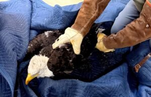 Eagle Jackie resgatado em condições difíceis ao lutar contra anemia e inflamação