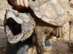 EUA retiram proteções para espécies ameaçadas enquanto críticos alertam sobre extinção