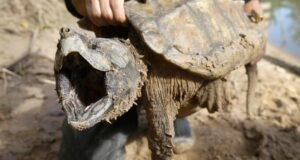 EUA retiram proteções para espécies ameaçadas enquanto críticos alertam sobre extinção