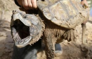 EUA retiram proteções para espécies ameaçadas enquanto críticos alertam sobre extinção