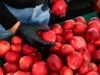Depois de um inverno úmido e quente, as árvores frutíferas de verão de SoCal estão sofrendo