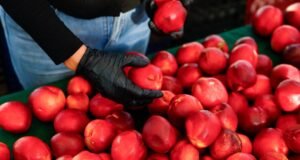 Depois de um inverno úmido e quente, as árvores frutíferas de verão de SoCal estão sofrendo