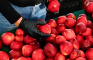 Depois de um inverno úmido e quente, as árvores frutíferas de verão de SoCal estão sofrendo