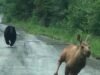 Um casal do Maine viu um urso perseguindo um bezerro e o ajudou a escapar