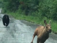 Um casal do Maine viu um urso perseguindo um bezerro e o ajudou a escapar