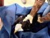 Uma águia americana ferida resgatada perto de Big Bear é Jackie, disse a organização sem fins lucrativos