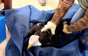 Uma águia americana ferida resgatada perto de Big Bear é Jackie, disse a organização sem fins lucrativos