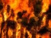 Calor extremo aumenta temores de incêndios florestais rápidos