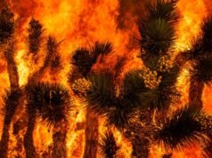 Calor extremo aumenta temores de incêndios florestais rápidos